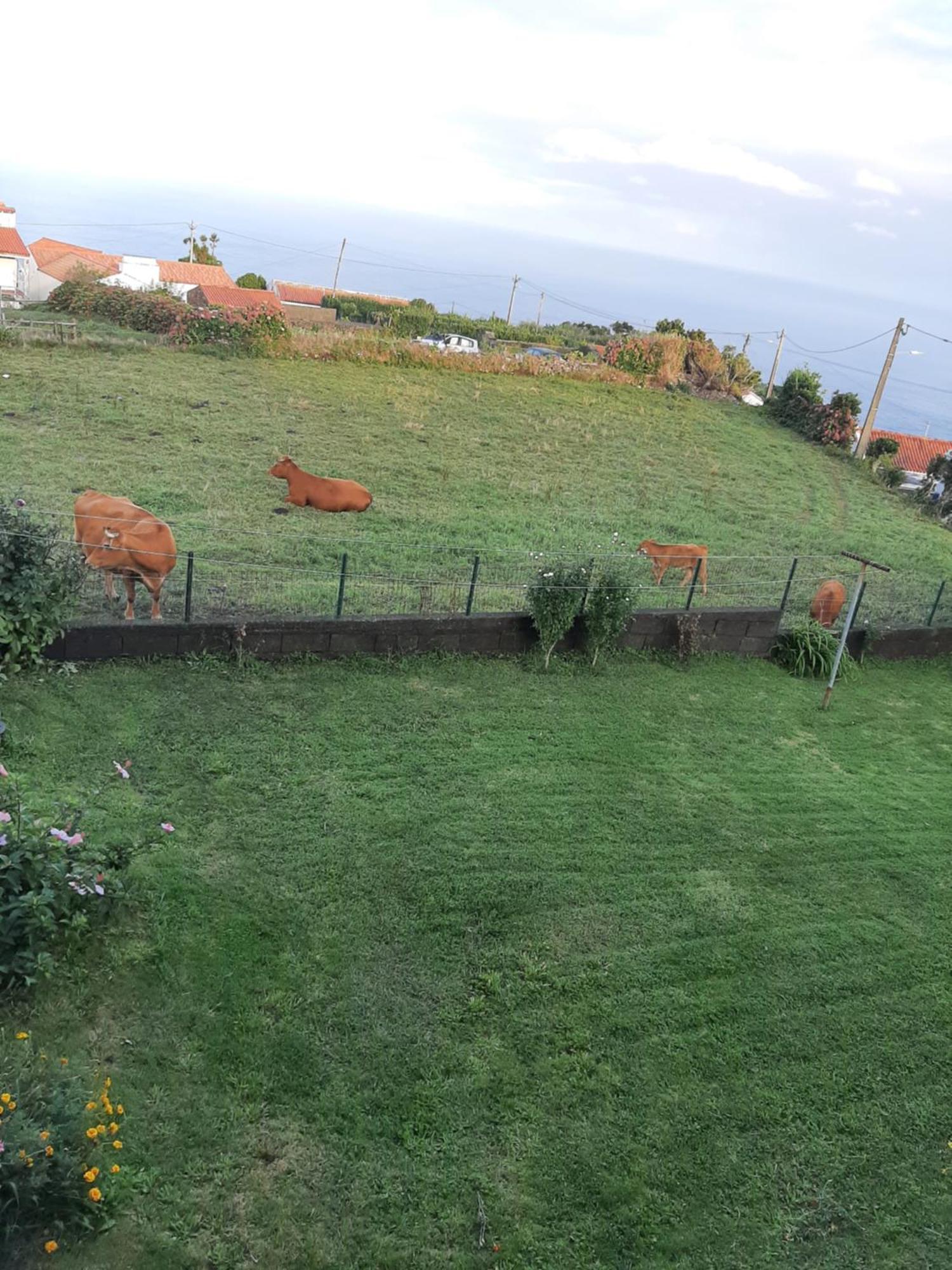 Apartmán Casa Vicente Santa Cruz das Flores Exteriér fotografie